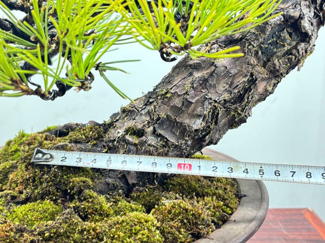 r*i様 黒松　盆栽　面白い木‼️