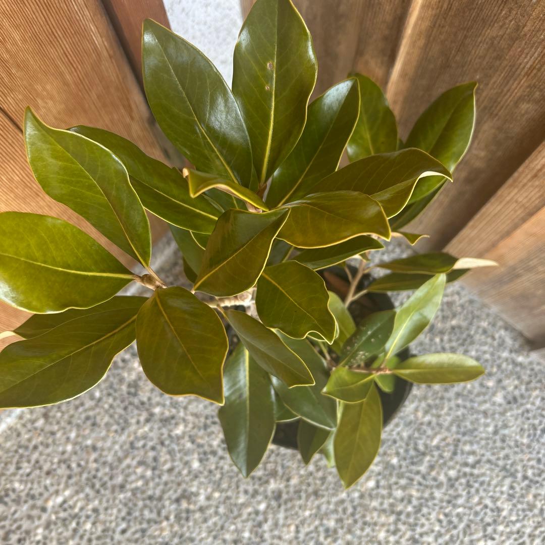 常緑樹　リトルジェム