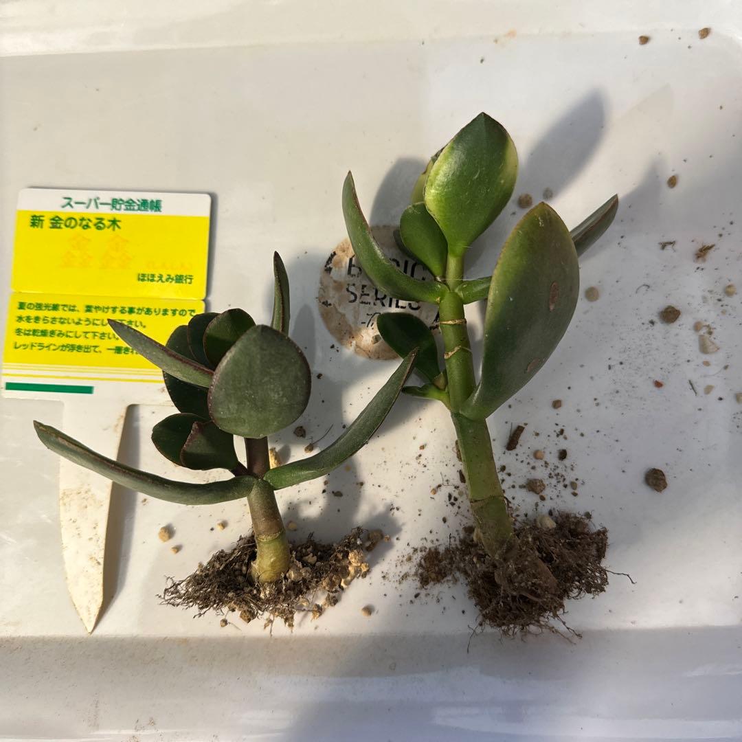 クラッスラ カネノナルキ 金のなる木 鑫鑫 シンシン 抜き苗 2株 - メルカリ