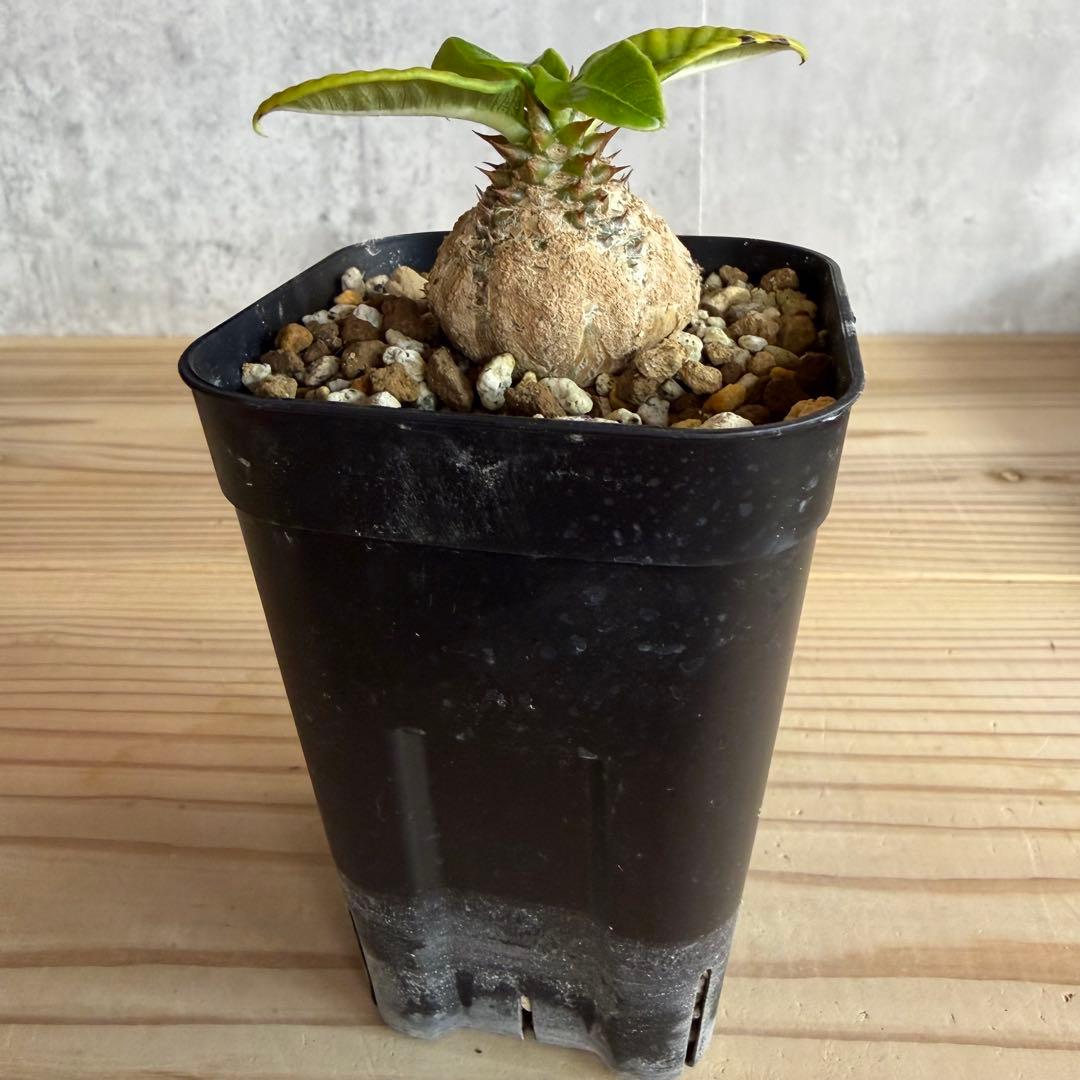 パキポディウムウィンゾリー 国内実生株