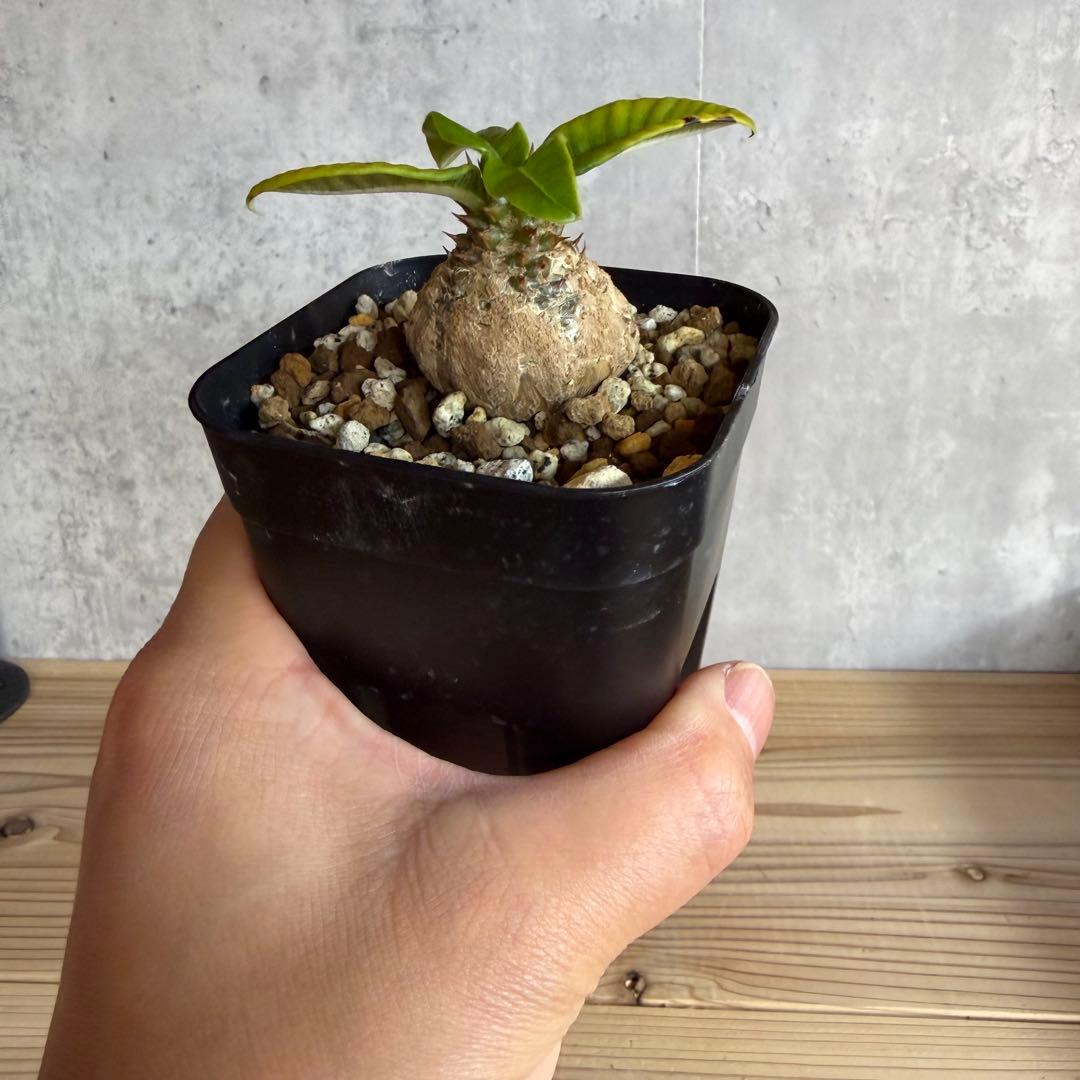 パキポディウムウィンゾリー 国内実生株