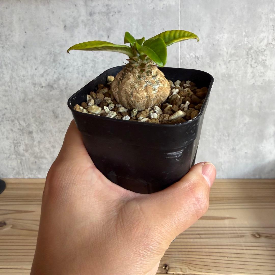 パキポディウムウィンゾリー 国内実生株