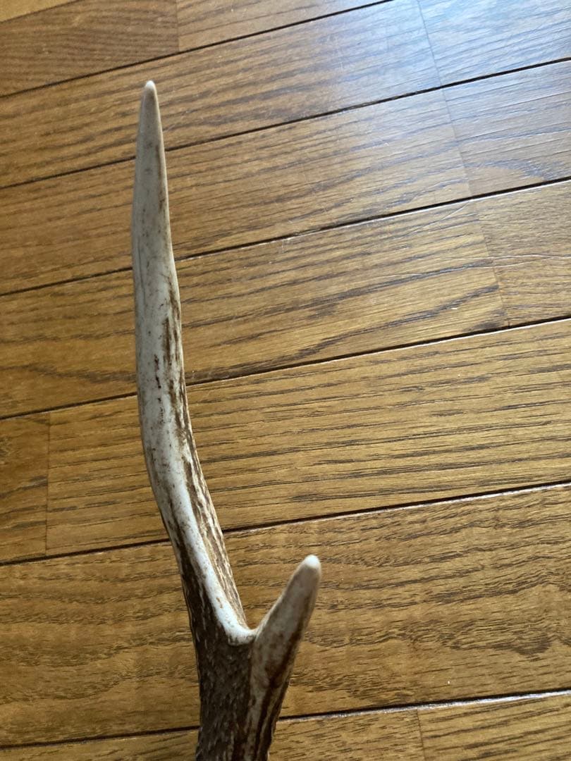 鹿の角　ハンドメイド素材　鹿のインテリア　鹿角特大サイズ　薬剤不使用