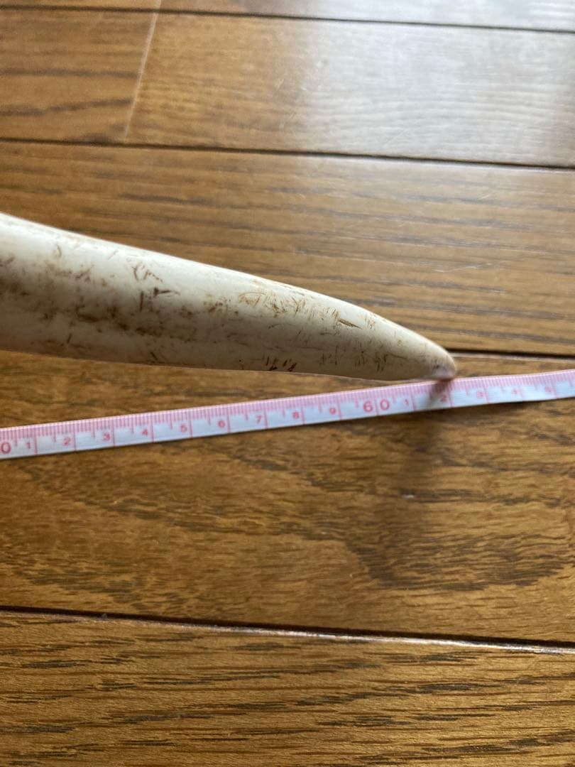 鹿の角　ハンドメイド素材　鹿のインテリア　鹿角特大サイズ　薬剤不使用