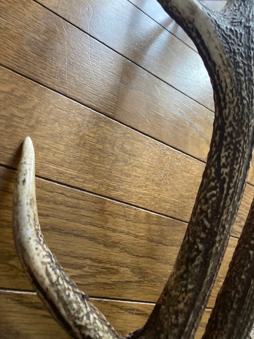 鹿の角　ハンドメイド素材　鹿のインテリア　鹿角特大サイズ　薬剤不使用