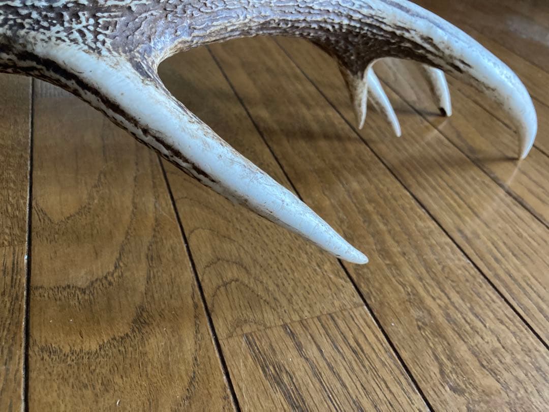 鹿の角　ハンドメイド素材　鹿のインテリア　鹿角特大サイズ　薬剤不使用