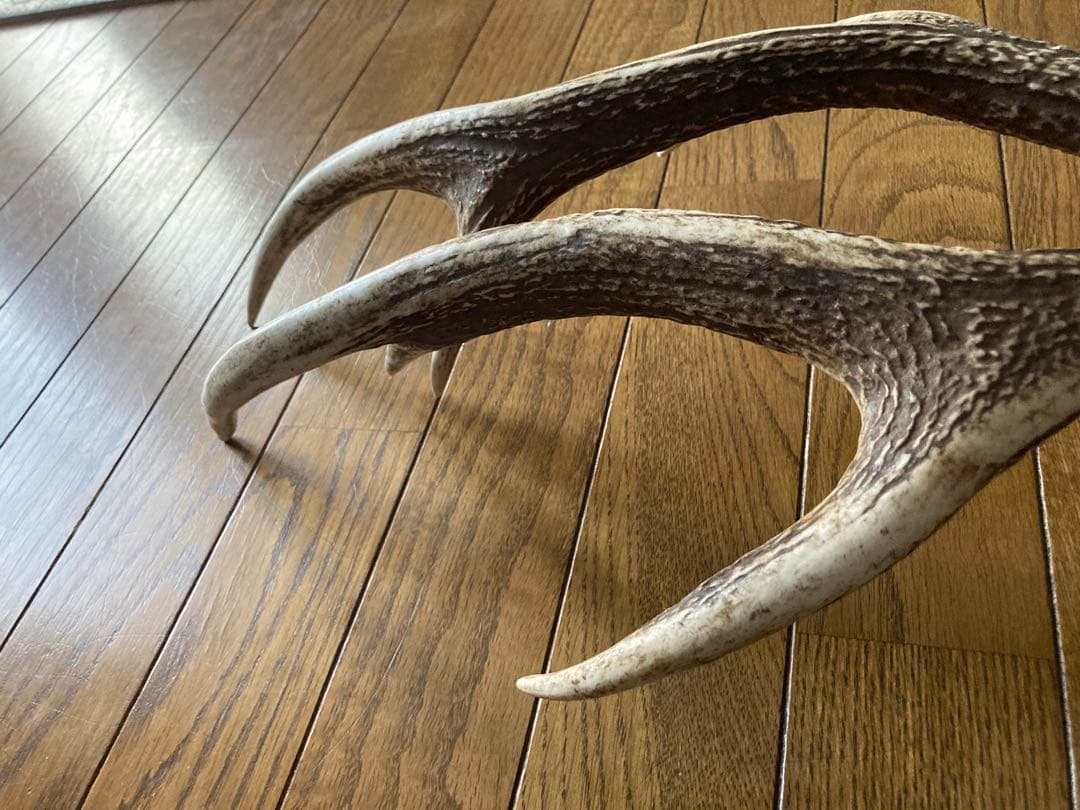 鹿の角　ハンドメイド素材　鹿のインテリア　鹿角特大サイズ　薬剤不使用