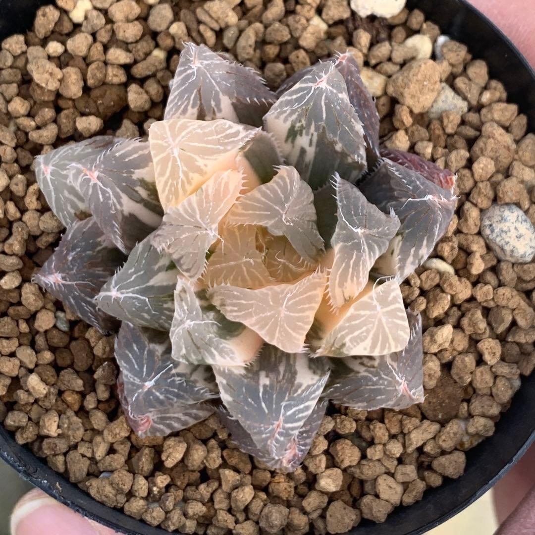 多肉植物 ハオルチア オブツーサ錦 魔王 - メルカリ