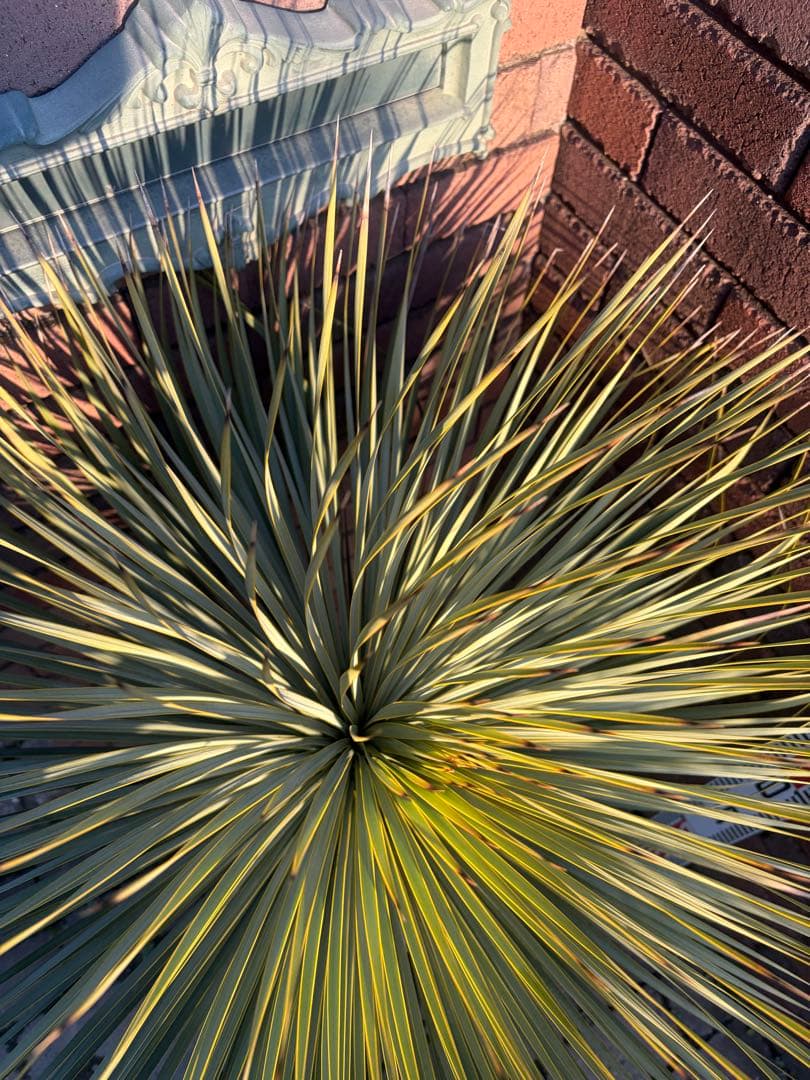 早いもの勝ち ユッカ ロストラータ 2 - メルカリ