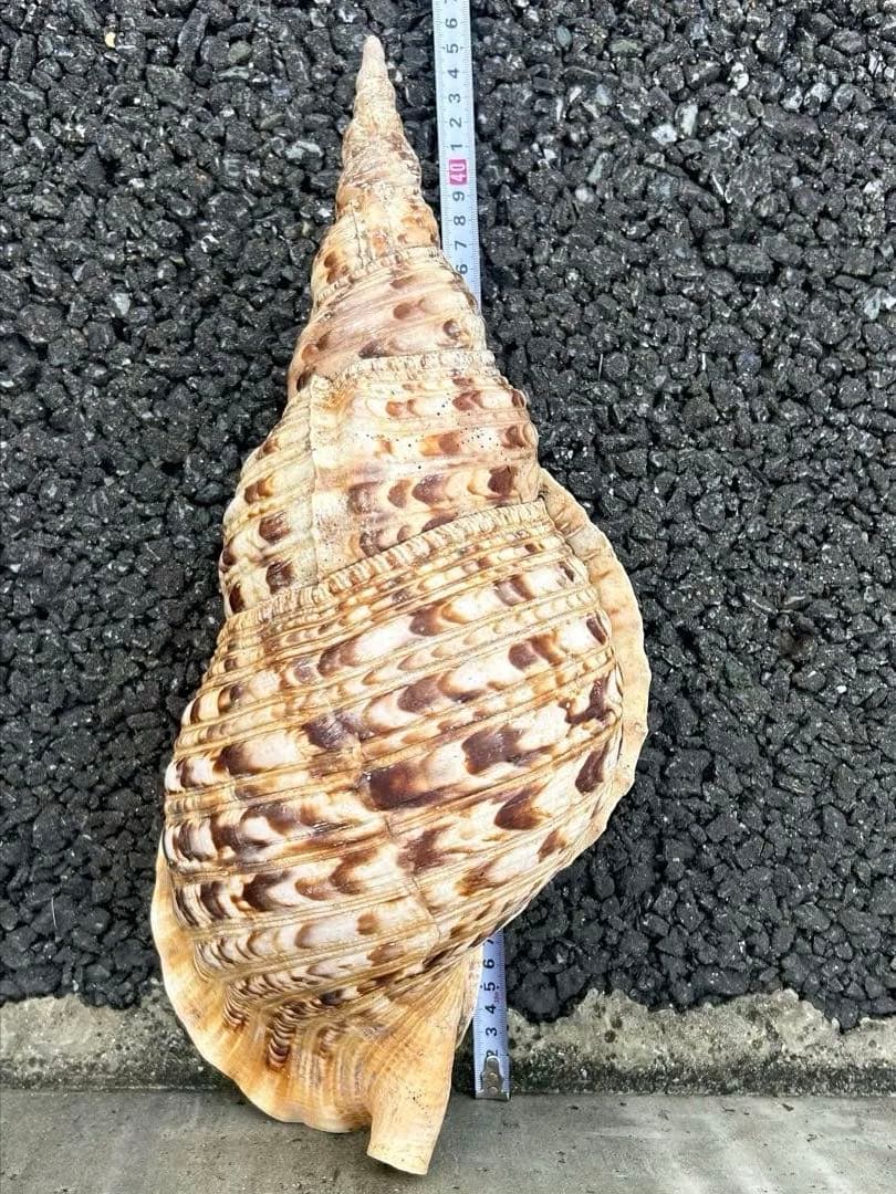 特大　43.6cm 法螺貝　1489g