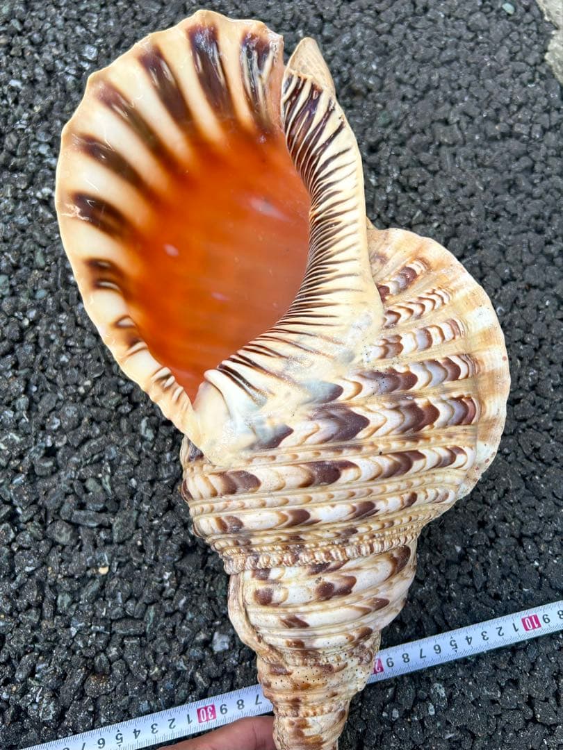 特大　43.6cm 法螺貝　1489g