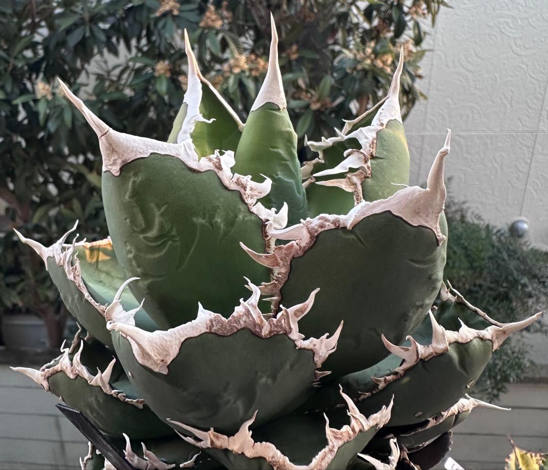 アガベ　チタノタ　狼人　大株