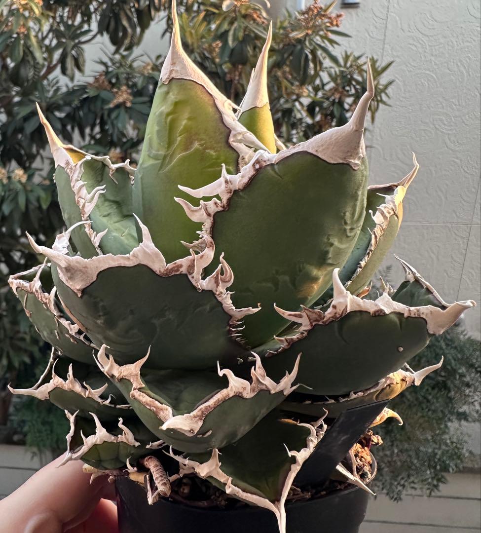 アガベ　チタノタ　狼人　大株