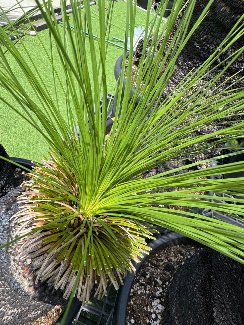 分頭 ブラック ボーイ クサントロエア