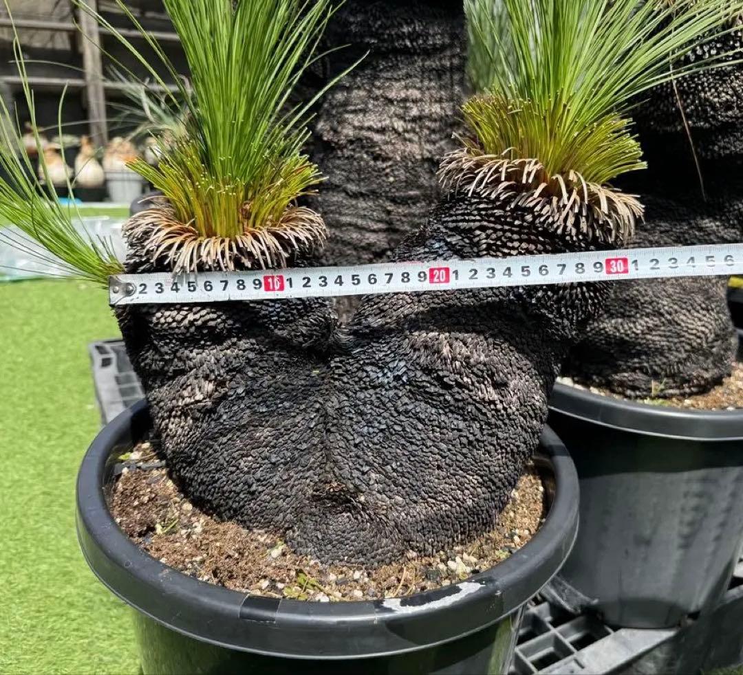 分頭 ブラック ボーイ クサントロエア