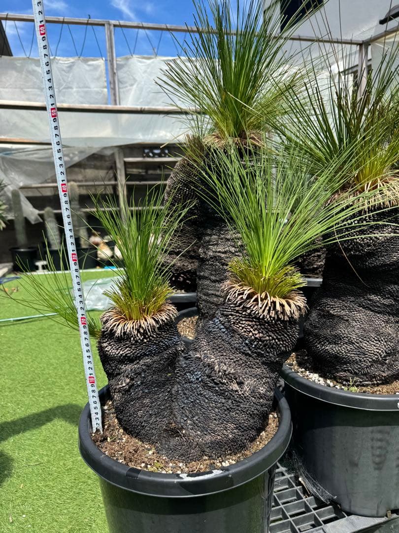 分頭 ブラック ボーイ クサントロエア