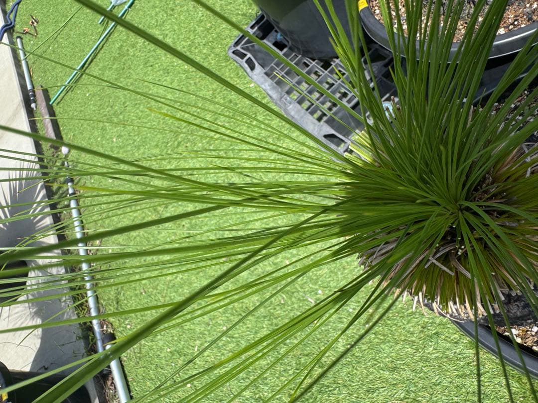 分頭 ブラック ボーイ クサントロエア