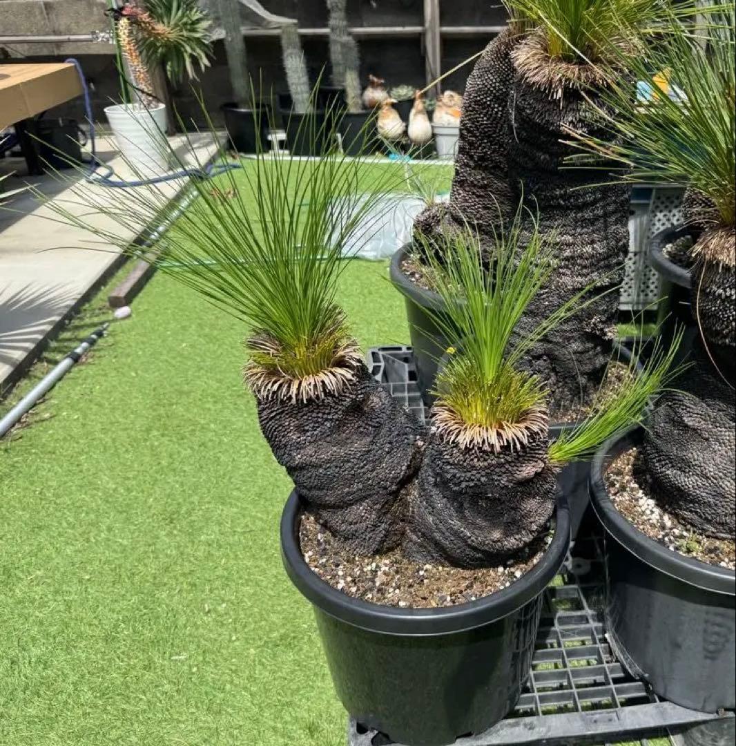 分頭 ブラック ボーイ クサントロエア