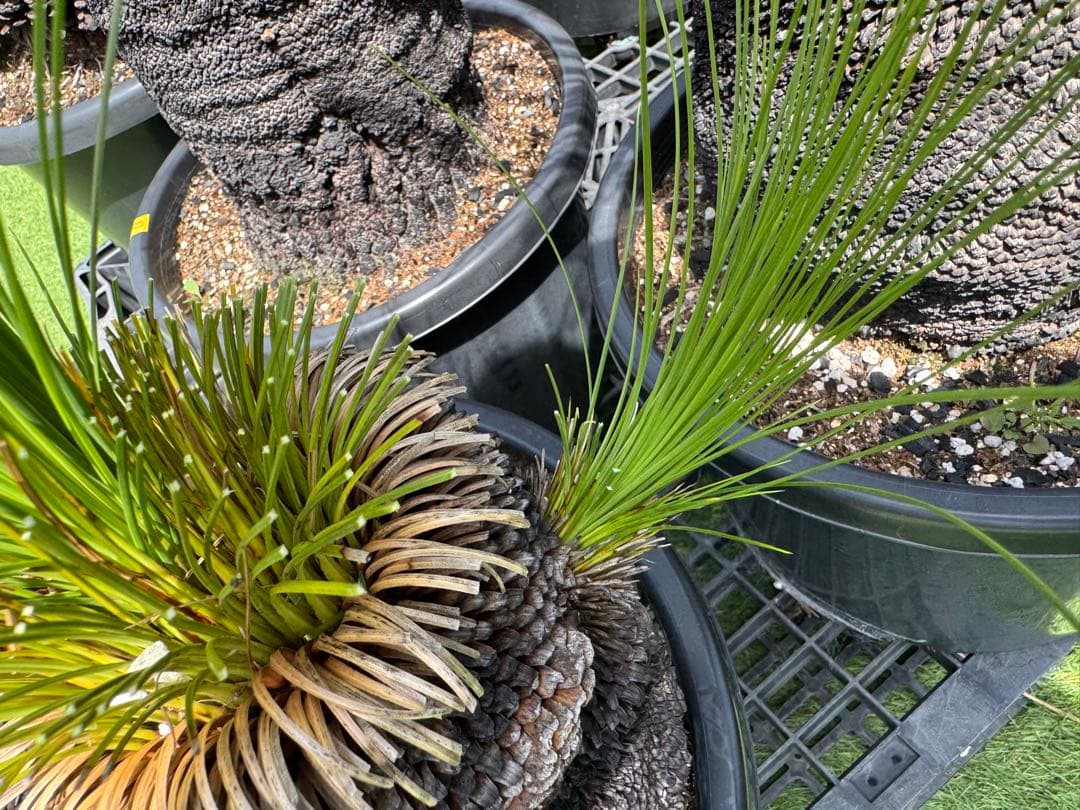 分頭 ブラック ボーイ クサントロエア