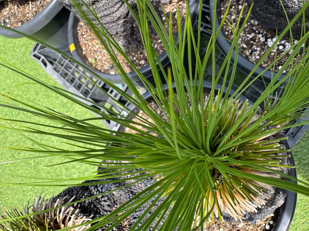 分頭 ブラック ボーイ クサントロエア