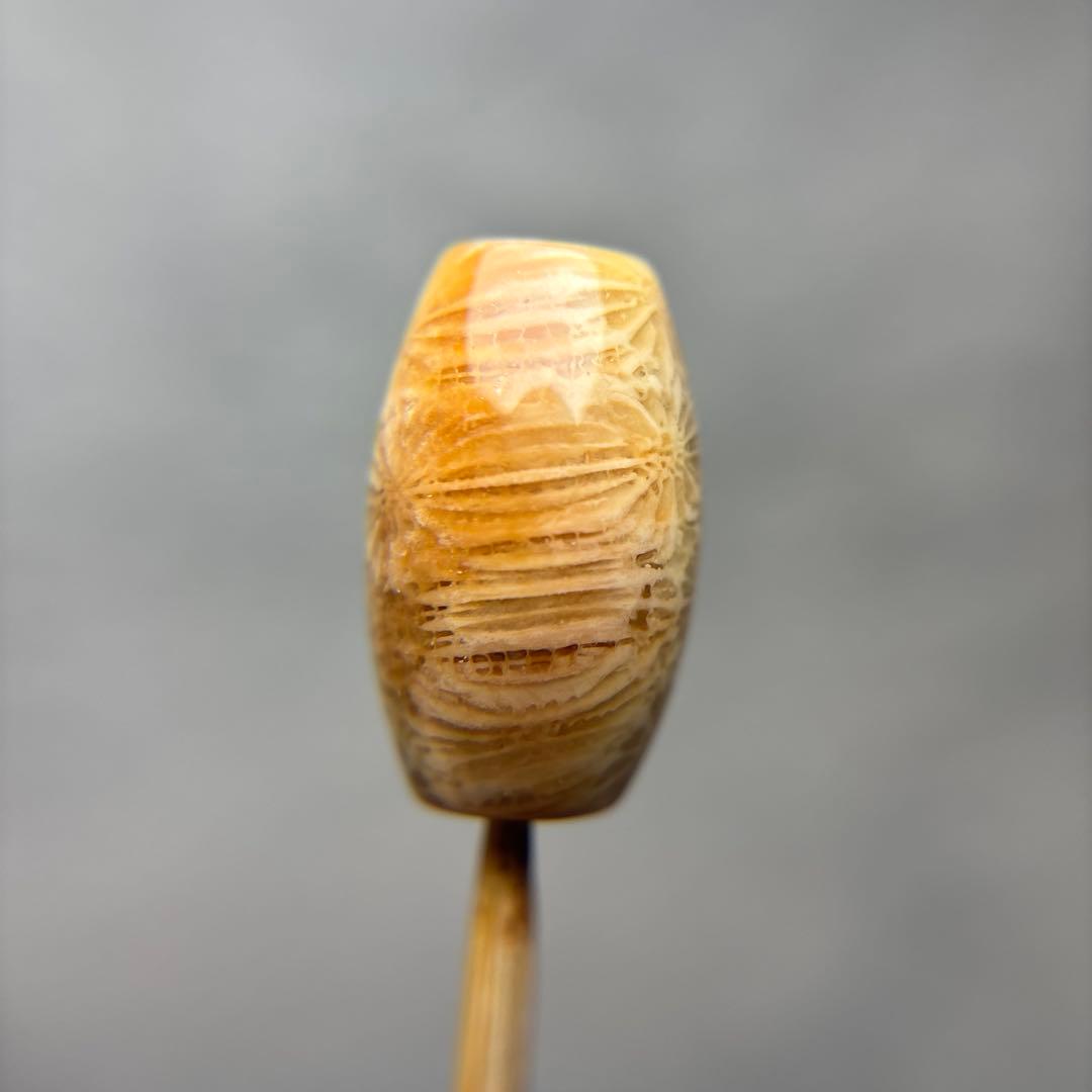 あずきちゃんフォッシルコーラル　天珠　1-311