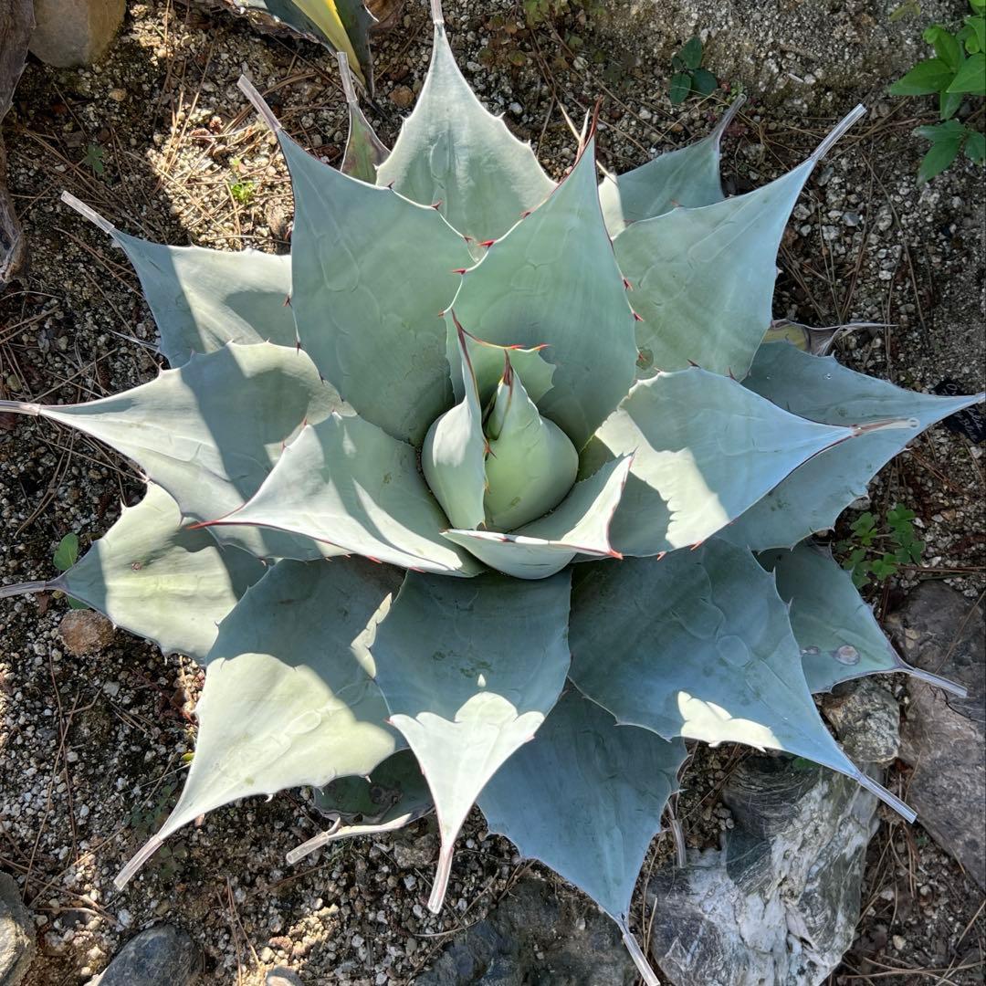 アガベ　オバティフォリア　フロスティブルー　地植え大株