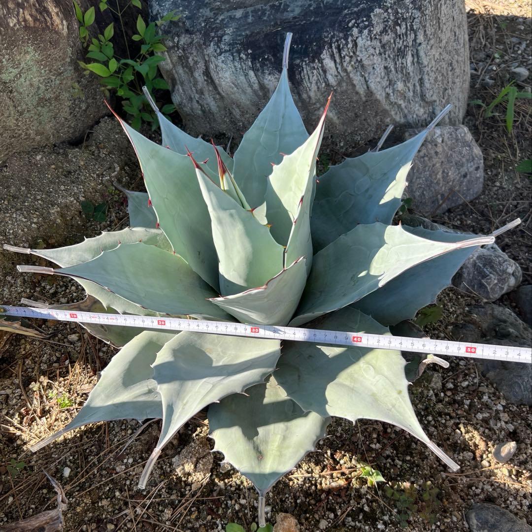 アガベ　オバティフォリア　フロスティブルー　地植え大株