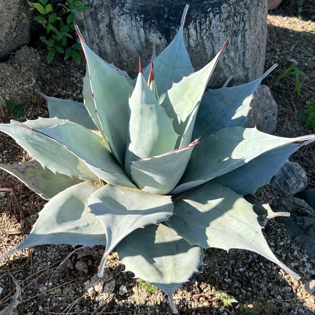 アガベ　オバティフォリア　フロスティブルー　地植え大株