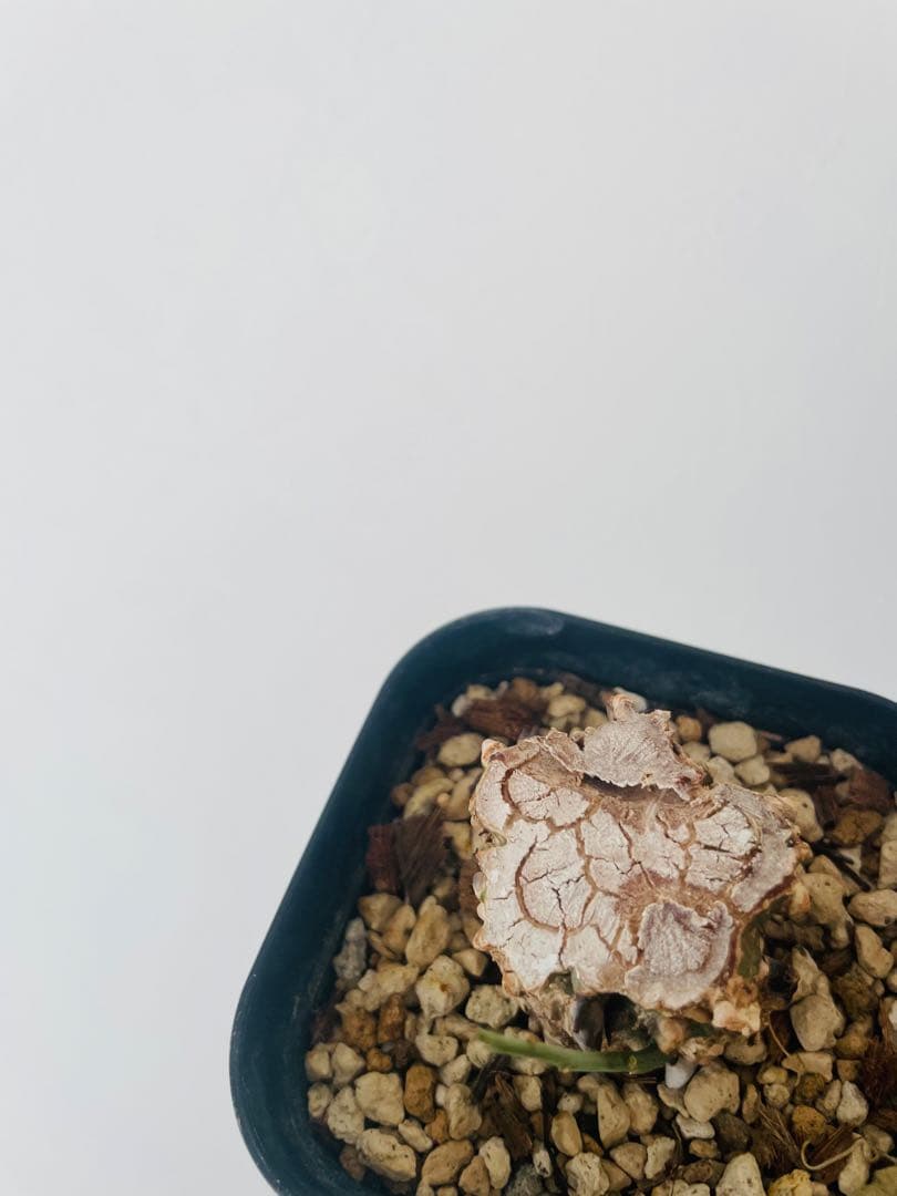 アデニア アクレアータ