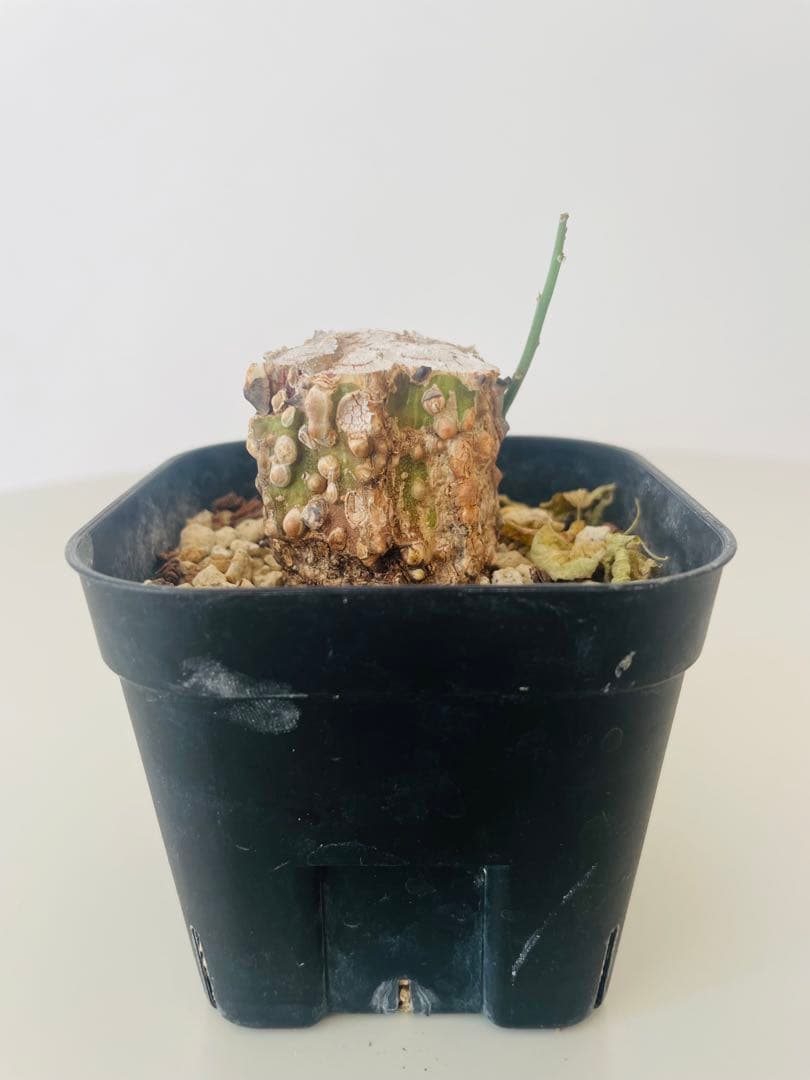 アデニア アクレアータ