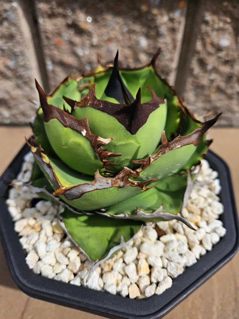 アガベ チタノタ オテロイ カリフォルニア産 ノーネーム - メルカリ