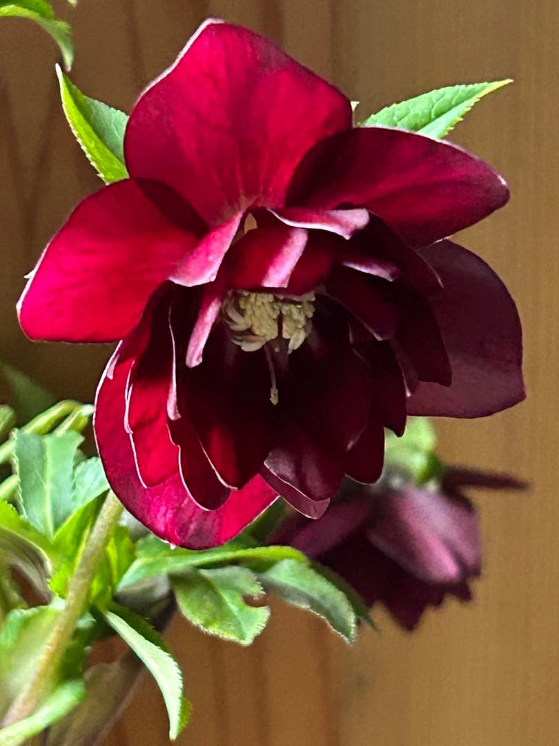 7 クリスマスローズ種　メルカリ便