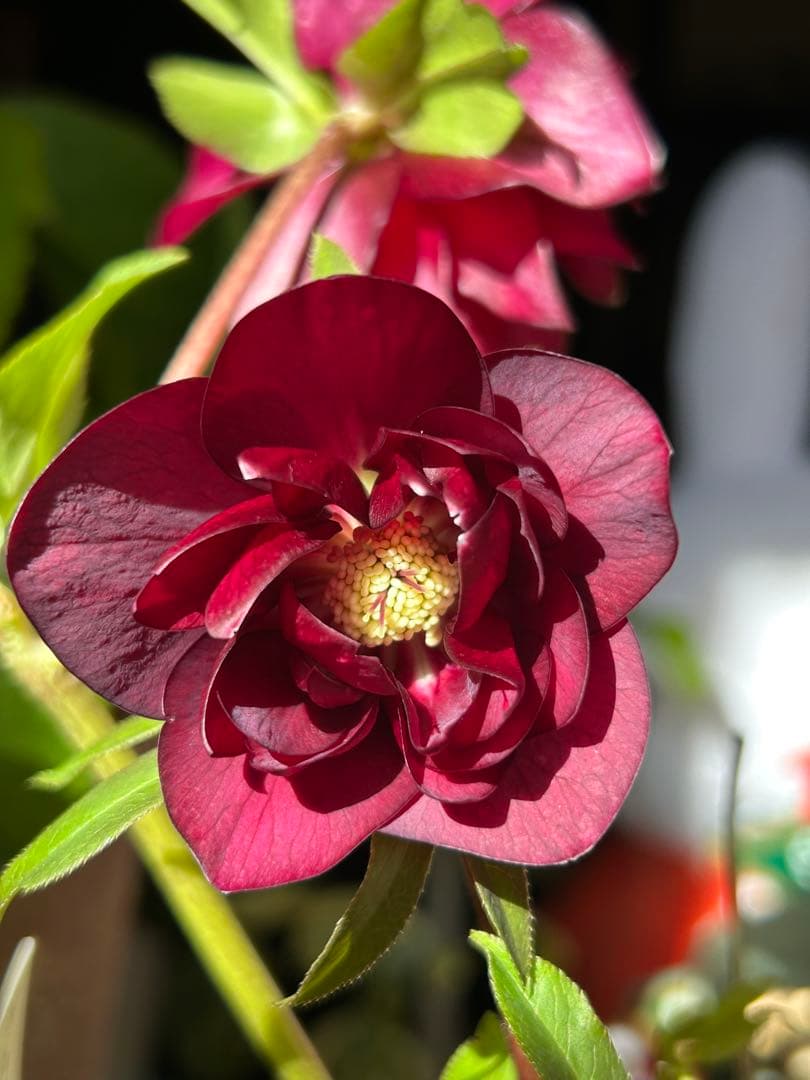 7 クリスマスローズ種　メルカリ便