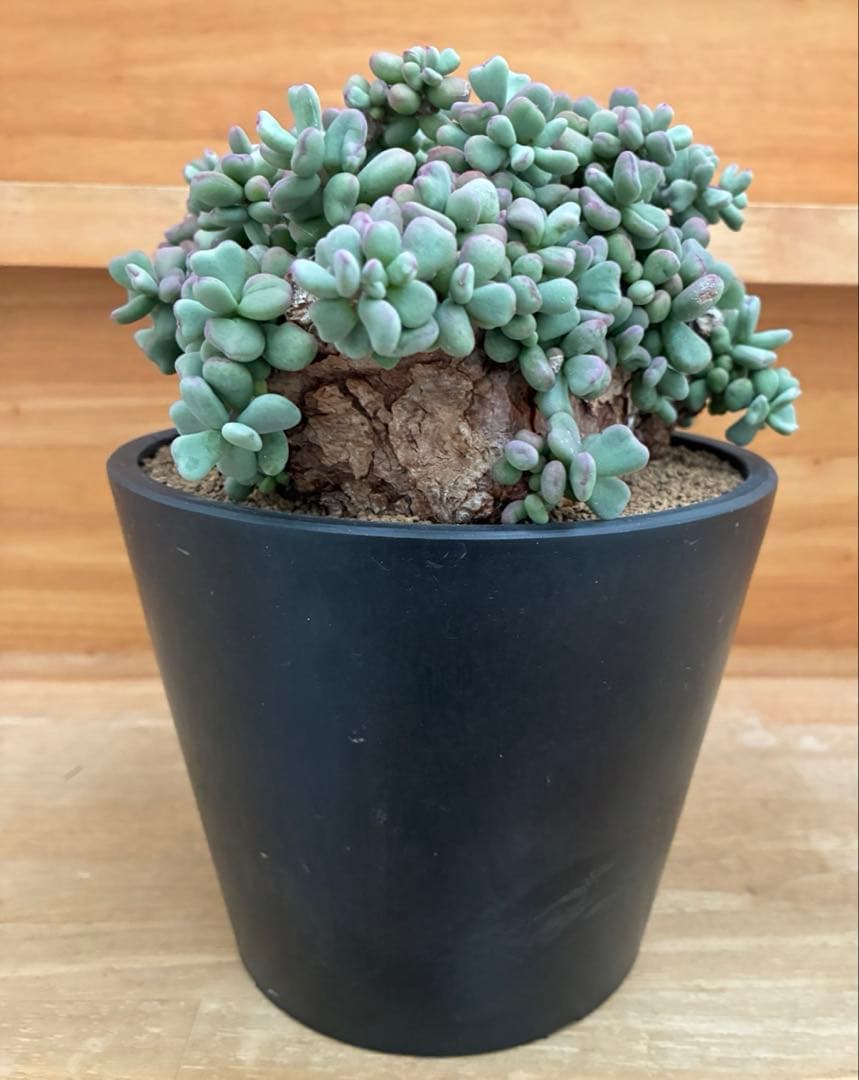 ケラリアピグマエア　大株