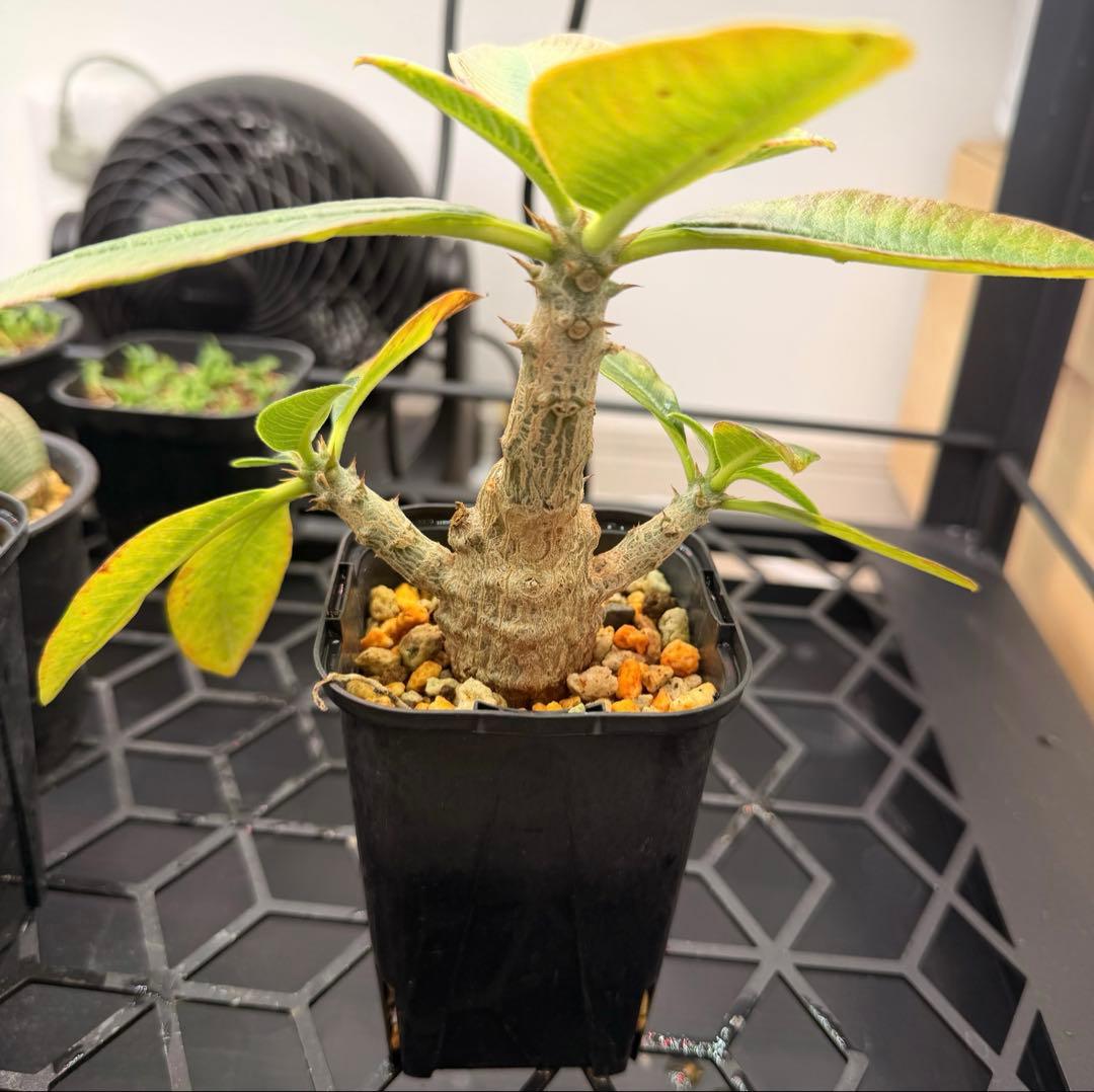 国内実生株 パキポディウム ウィンゾリー 抜き苗 - メルカリ