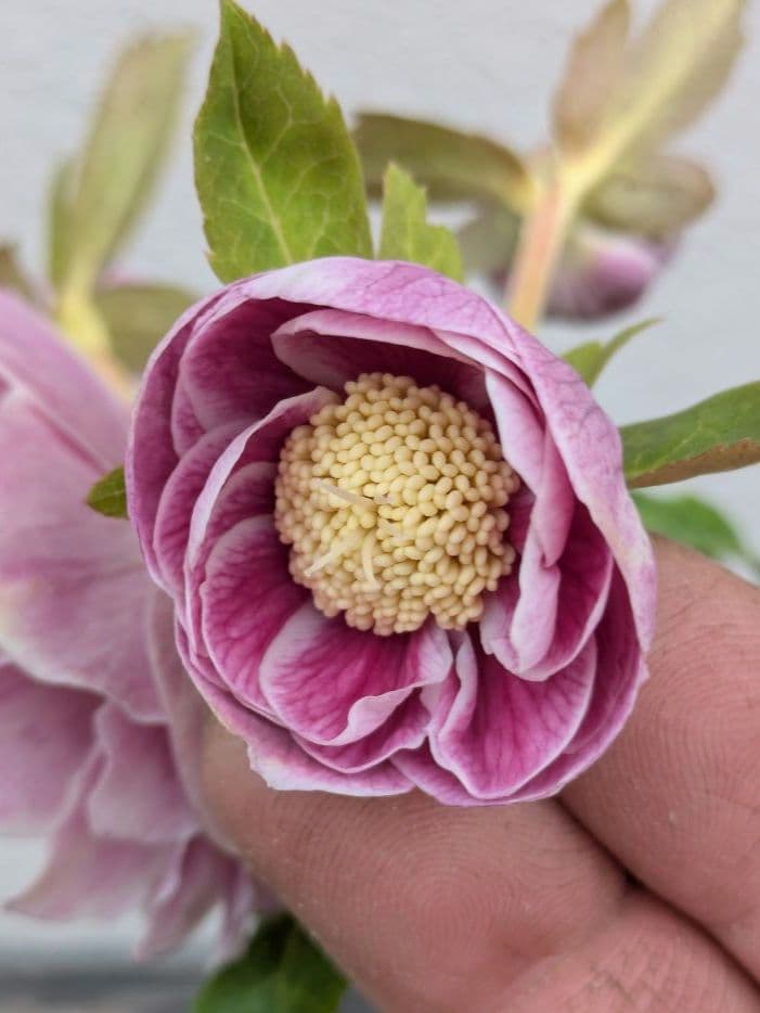 広瀬園芸 クリスマスローズ アンティークオーレアddピンクベイン
