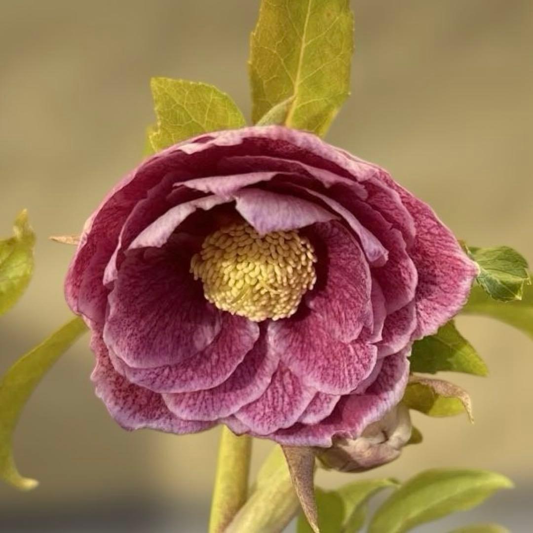 広瀬園芸 クリスマスローズ ストロベリーオーレア 白抜け 開花株 匿名