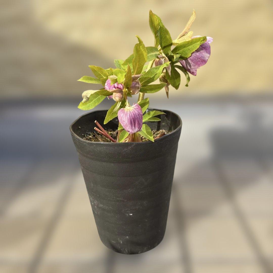 広瀬園芸 クリスマスローズ ストロベリーオーレア 白抜け 開花株 匿名