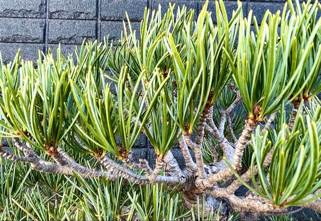 a*a様 五葉松　葉性が抜群に良いです！