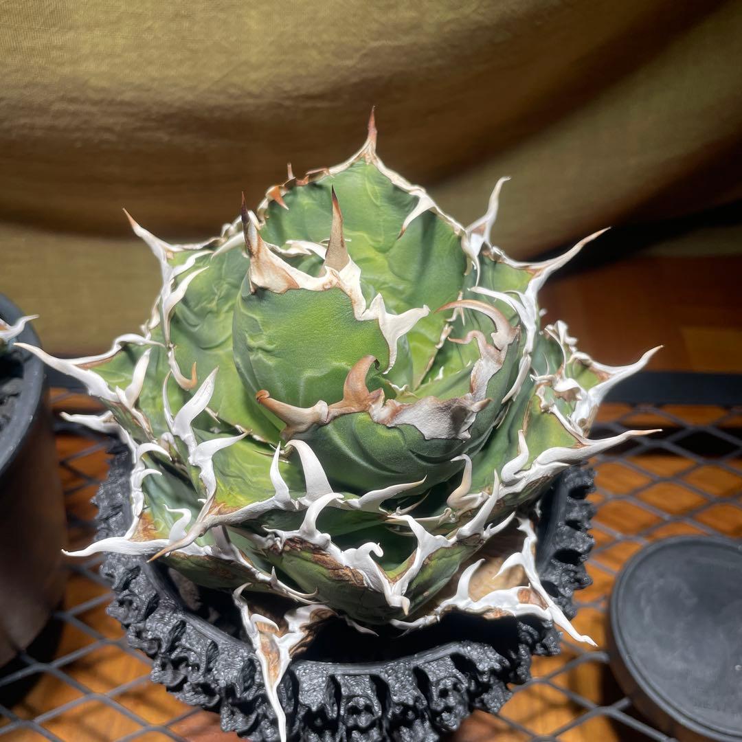 アガベ 白鯨　レッドキャット　悪魔くん　シーザー