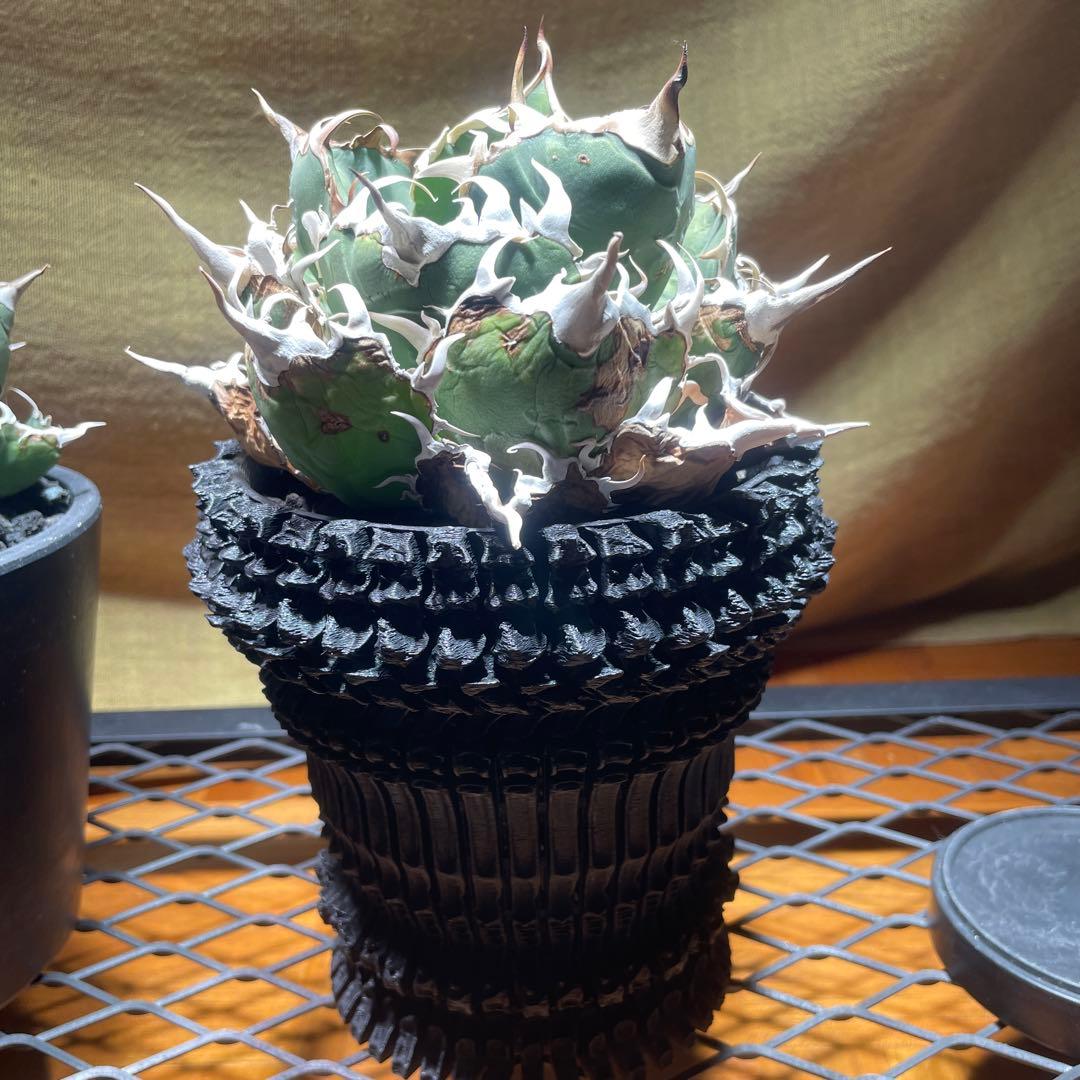 アガベ 白鯨　レッドキャット　悪魔くん　シーザー