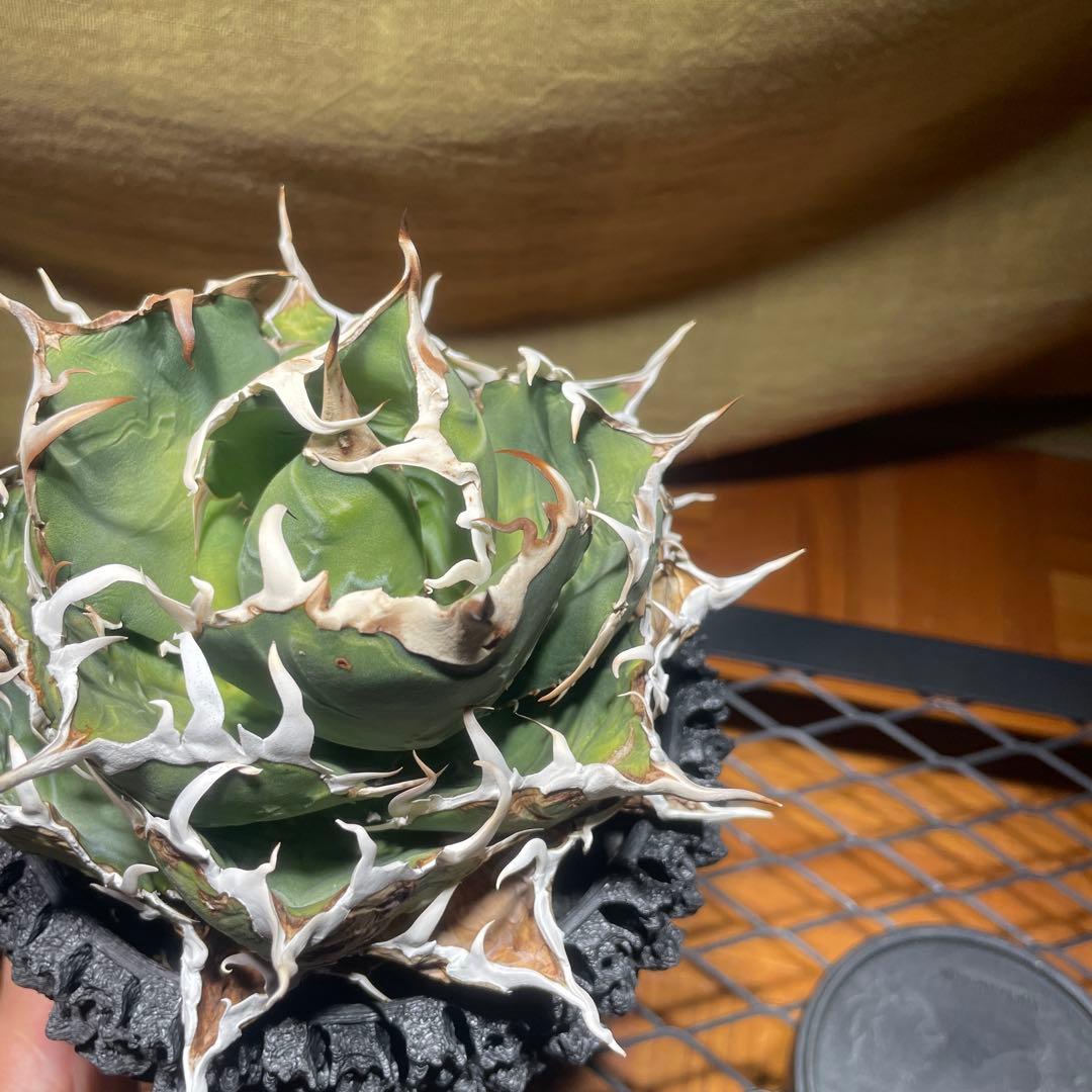 アガベ 白鯨　レッドキャット　悪魔くん　シーザー