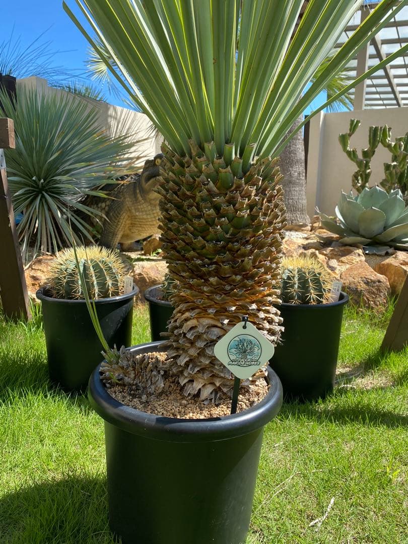 フ*ミ様 マルデヌベスver.リギダ　分頭