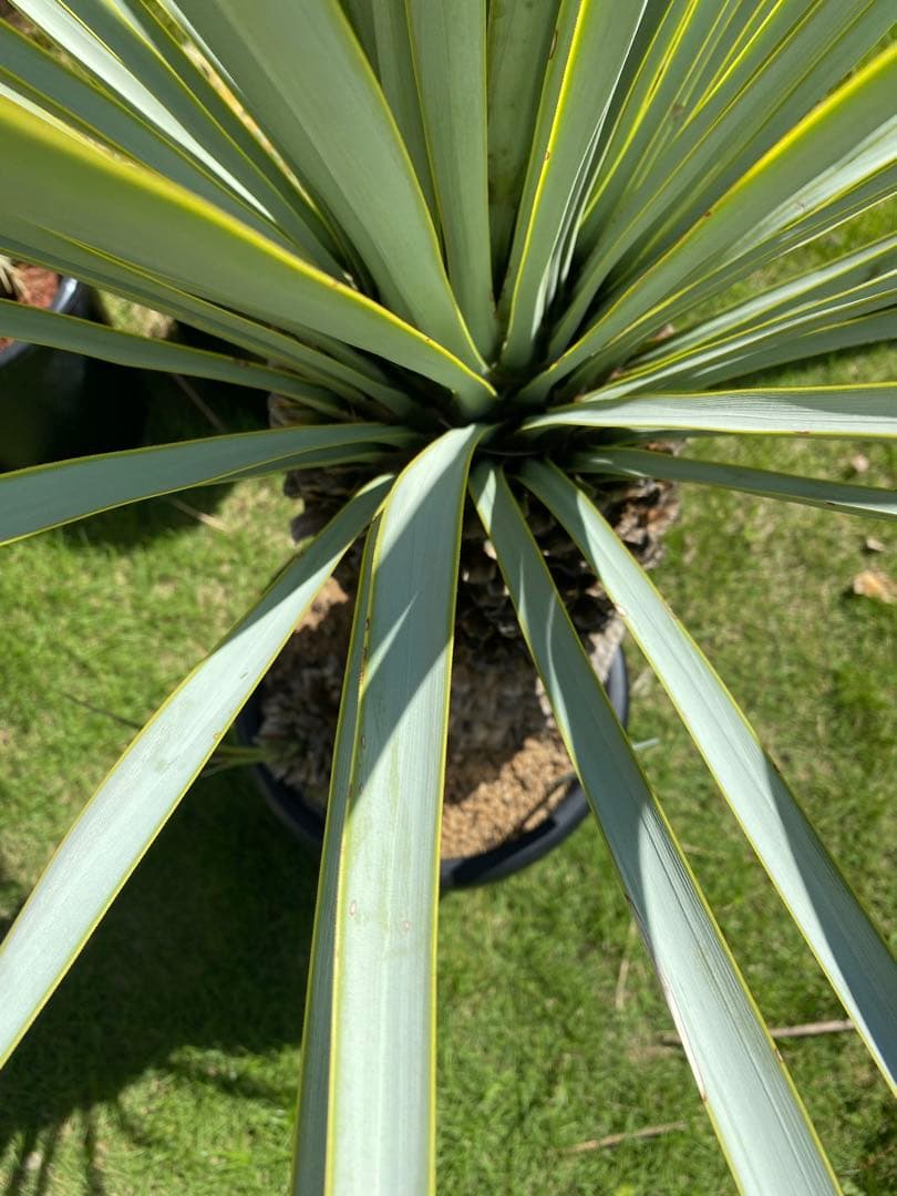 フ*ミ様 マルデヌベスver.リギダ　分頭