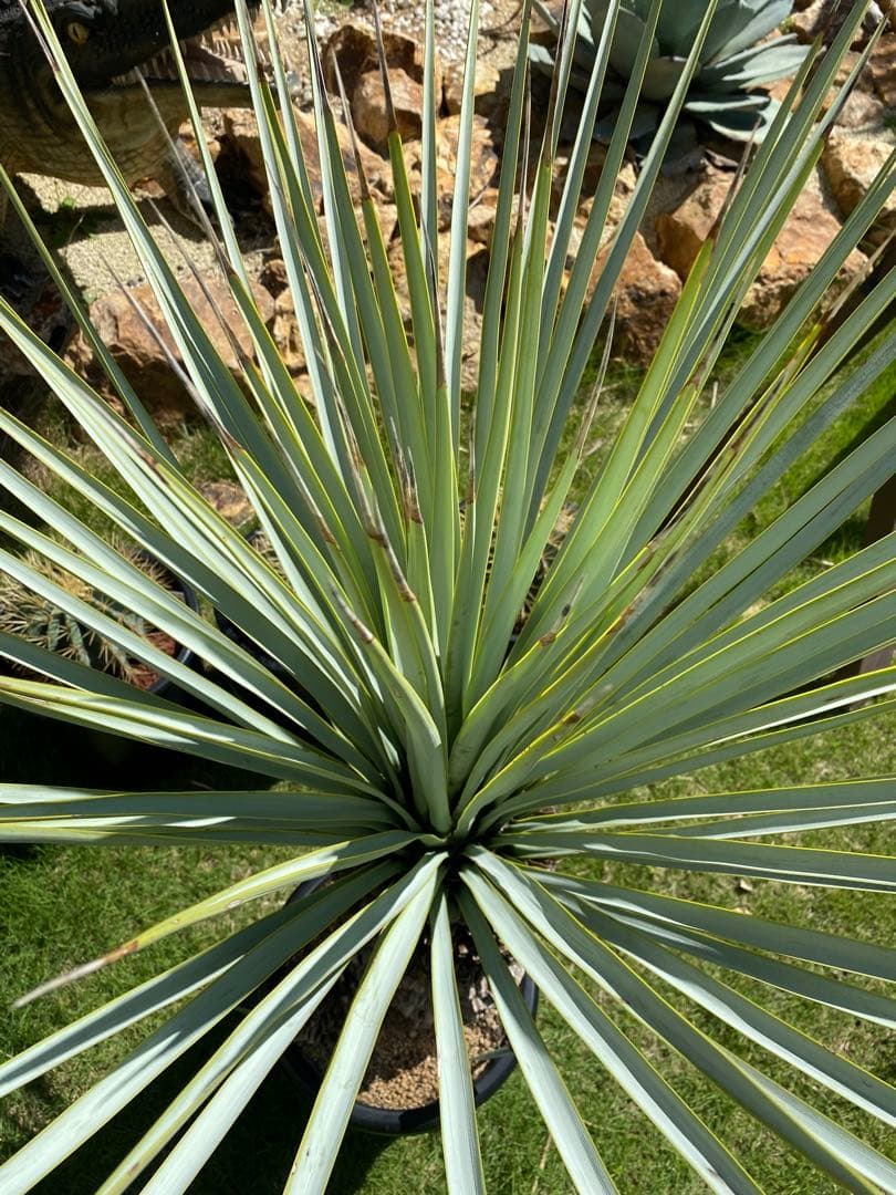 フ*ミ様 マルデヌベスver.リギダ　分頭