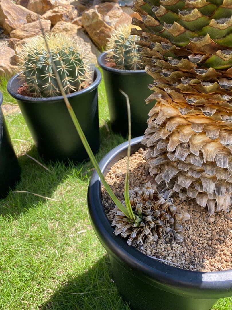 フ*ミ様 マルデヌベスver.リギダ　分頭