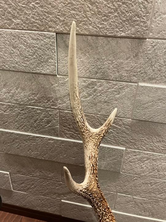 鹿の角 シンメトリー高め インテリア 置物