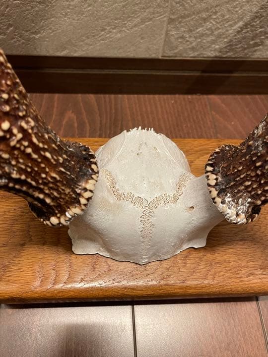 鹿の角 シンメトリー高め インテリア 置物