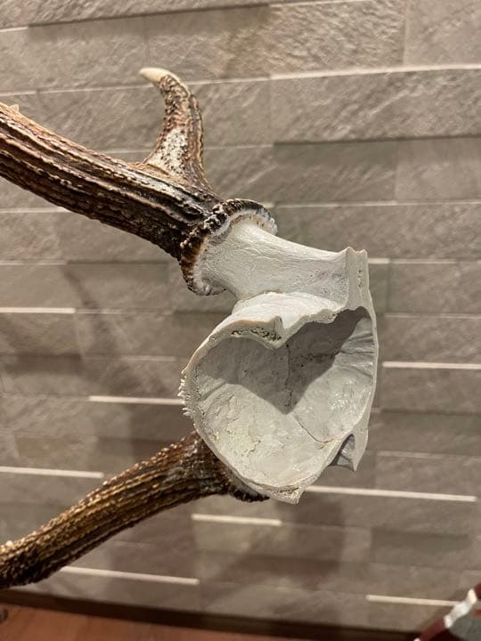鹿の角 シンメトリー高め インテリア 置物