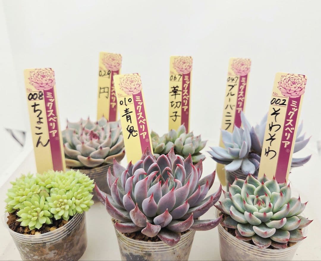 ㉖大きめ苗青鬼❣️ちょこん❣️そわそわ❣️おらいさん発根済 6苗